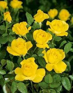 Mountbatten R Strauchrose Im 4 L Container Amazon De Garten