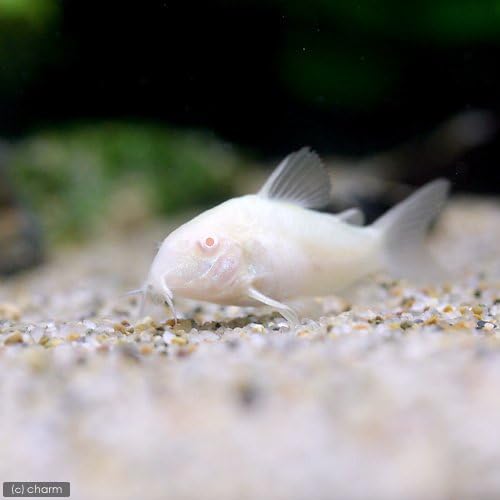 Amazon 熱帯魚 コリドラス アエネウス アルビノ ３匹 北海道航空便要保温 Charm チャーム 水槽 アクアリウム 通販