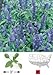 David's Garden Seeds Flower Native Texas Sage Mealy Blue SL5543 (Red) 500 Non-GMO, Heirloom Seeds