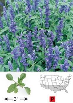 David's Garden Seeds Wildflower Mealy Blue Sage FP5543 (Red) 500 Open Pollinated Seeds David's Garden Seeds Wildflower Mealy Blue Sage FP5543 (Red) 500 Open Pollinated Seeds