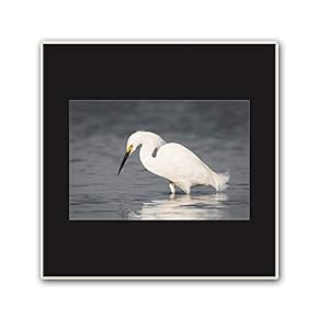 signwin Framed Canvas Wall Art A Bird Standing...