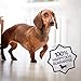 Petpost | Dental Wipes for Dogs - Bad Breath and Tooth Buildup Remover - Presoaked Pads in Natural Tooth Cleaning Solution 100 ct.