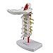 Cervical Vertebra Arteria Spine Spinal Nerves Anatomical Model Anatomy New