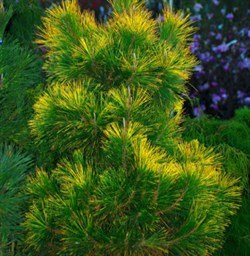 GOLDEN JAPANESE BLACK PINE - Pinus thunbergii Ogon - 3 - YEAR TREE
