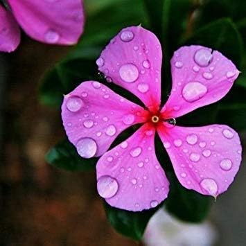 GERMINATION SEEDS:Periwinkle Pink Flower Seeds (Vinca Rosea) Seeds