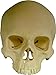Life-Size Human Skull Replica, Model 3093001, by Nose Desserts