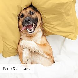 King Pillow Cases Set of 2 - Soft, Hotel Quality
