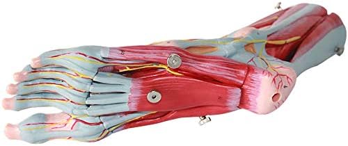 足の解剖学的モデル 人間の足関節足底筋靭帯血管神経モデル 9パーツ 医療教育およびトレーニングに使用7 87 3 54 12 99インチ B0854gcbqz 10 249円