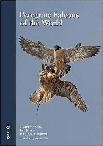 Buy Peregrine Falcons Of The World Book Online At Low Prices In India Peregrine Falcons Of The World Reviews Ratings Amazon In