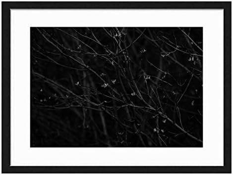 Tcrying Spring Has Sprung - Art Print Wall Black Wood Grain Wall Art Picture 20x14 Inches Framed