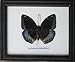INSECTFARM Rare Framed Real Archduke Butterfly Collection Display Insect Taxidermy