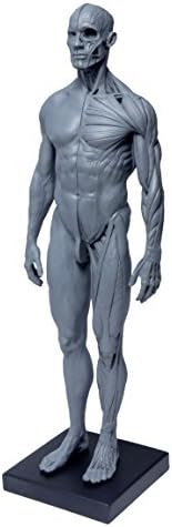 [TamTom] human body muscle model 30cm medical model human anatomy education Orthopedics painting model Drawing Male Female gray with independence stand (male)