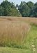 Little Bluestem (Schizachyrium scoparium), 400 Certified Pure Live Seed, True Native Seed