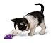 KONG Kitty KONG & Stuff'N Easy Treat Salmon Combo, Cat Toy