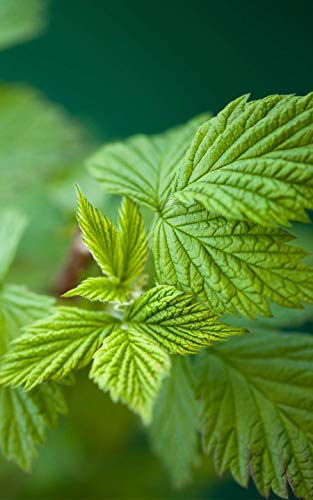 Himbeerblättertee Monte Nativo (300g) - Raspberry leaf tea während der Geburtsvorbereitung - Himbeerblätter ohne unerwünschten Zusätzen - Tee lose 100% natürlich - Aromatischer Kräutertee – Bild 6