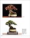 Majesty in Miniature : Shohin Bonsai: Unlocking the Secrets of Small Trees