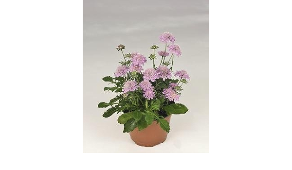 Scabiosa Japonica Alpina Ritz Rose 250 
