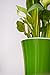 Santino Arte 6.5 in. Self-Watering Planter