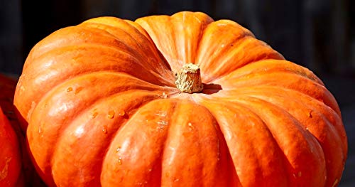 Giant Titan Pumpkin Seeds up to 20 Seeds