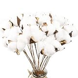 CEWOR 20 Pack Really Natural White Cotton Stems Dried Flower Branch for Farmhouse Style Antique Floral Furniture Wedding Decoration (Cotton Stems)