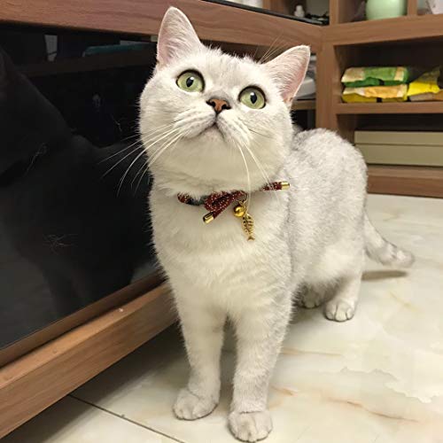 cute boy cat collars