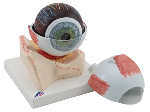 3B Scientific F11 Occhio, Ingrandito 5 Volte, in 7 Parti + software gratuito di anatomia - 3B Smart Anatomy