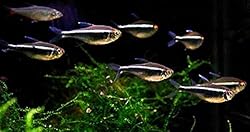 Black Neon Tetra