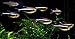 4 Black Neon Tetra 3/4