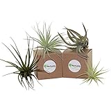 Shop Succulents Large Air Plant (Collection of 4)