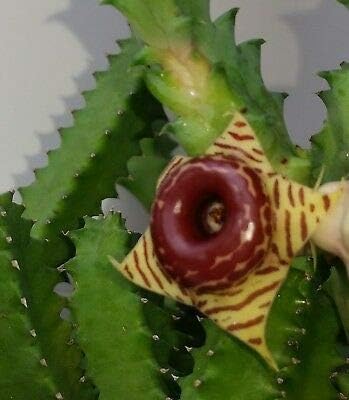 5 Huernia Zebrina, Lifesaver Plant 5 Unrooted Cuttings Succulent
