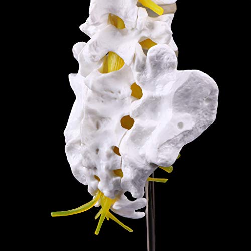 Abicial Anatomical Lumbar Vertebrae Model Caudal Vertebra Anatomy Medical Teaching Tool