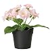 Ikea Fejka Artificial Potted Plant Small Pink Rose Plant 7" Tall 3 1/2 Pot Diameter