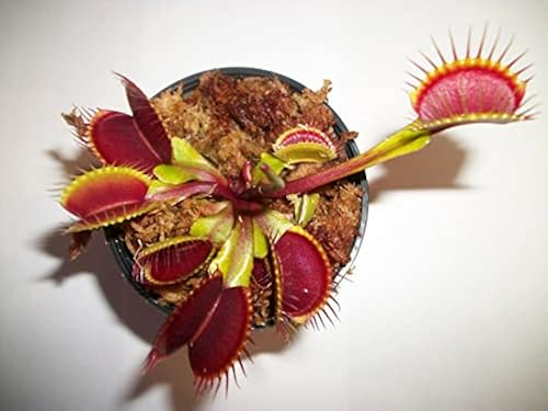 Venus Fly Trap Plant Seeds Venus Fly Trap Carnivorous Plants For
