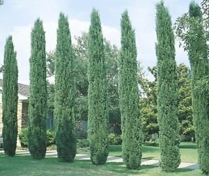 Italian Cypress - Size: 5-6 , Live Plant, Includes Special Blend Fertilizer & Planting Guide
