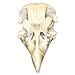 Real Chicken Skull - Perfect