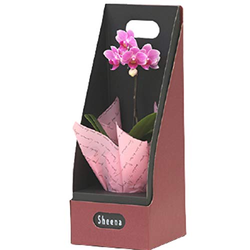 マイクロ胡蝶蘭 ピンク 1本立 2．5号 『2WAYギフトBOX入り』 ミニ胡蝶蘭 HanaMarche（ハナマルシェ）商品画像