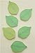 Funnylive® Fresh Leaves Sticky Notes Decorative Refrigerator's door,Set of 4;50 Sheets/Pad ;A total of 200 pages
