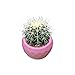 Gereton Silicone Mold for 3D Succulent Plant Flower Pot,Gypsum Cement Fleshy Plant Flower Pot Silicone Mould Bonsai,DIY Polyhedron Cactus Muti-Meat Flower Planter Mould