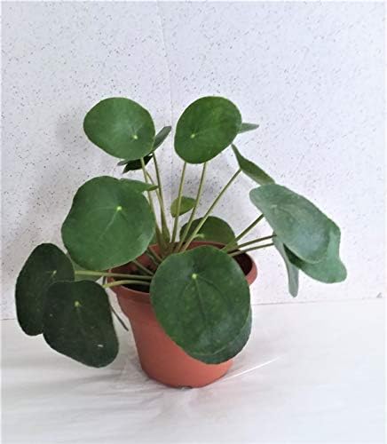 Chinese Money Plant in Six Inch Panterra Pot with Emeritus Gardens Plant Food