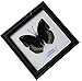 INSECTFARM Rare Framed Real Archduke Butterfly Collection Display Insect Taxidermy