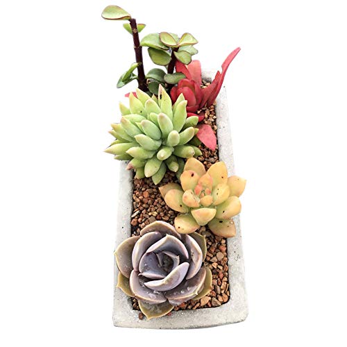 3D Concrete Planter Cactus Cement Silicone Mold DIY Clay Craft Flower Pot Mold Ceramic Plaster Vase Mould Home Decor Crafts Succulent Plants Concrete Planter Vase Molds Handmade Garden Decoration Tool