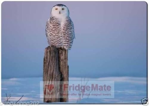 Owl on Stump fridge magnet 3" x 5" rectangular magnets