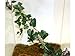 MagNaturals 37101 Jungle Vine Bridge