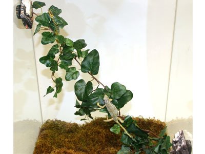 Magnaturals 37101 Jungle Vine Bridge