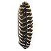 Natural Palo Santo Sticks - Large/XL Smudging kits - Authentic, Hand Cut & Sustainable with Free Warranty!!