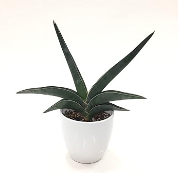 Amazon 株 赤塚植物園 珍しい サンスベリア ロブスターブルー 4号 白陶器鉢仕様 花