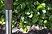 Joseph Bentley Traditional Garden Tools Stainless Steel Digging Spade