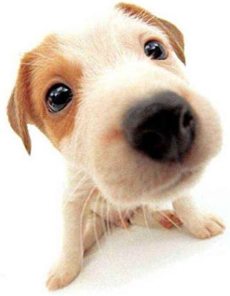 Dog (Yellow Purple Resin)