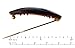 Parcelona French Oval Tortoise Shell Brown Small Celluloid Acetate with Snap on Hair Pin Barrette Clip for Girls - 2 Pieces