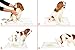 Hartz Home Protection Lavender Scented USA Made Dog Pads, 100 count, Super Absorbent & Won't Leak, Odor Eliminating